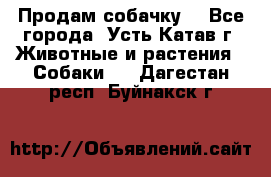 Продам собачку  - Все города, Усть-Катав г. Животные и растения » Собаки   . Дагестан респ.,Буйнакск г.